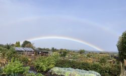 Drury Lane Allotments